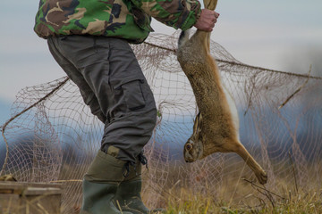 Hunting of live hares