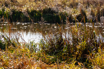 Piękna polska złota jesień, Dolina Górnej Narwi, Podlasie, Polska © podlaski49