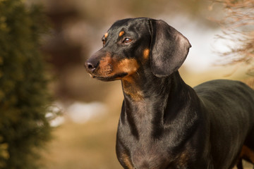 Dog German haired Dachshund in the summer outdoors closeup portrait