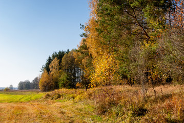 Fototapeta na wymiar Piękna polska złota jesień, Dolina Górnej Narwi, Podlasie, Polska