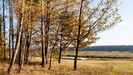 Piękna polska złota jesień, Dolina Górnej Narwi, Podlasie, Polska © podlaski49