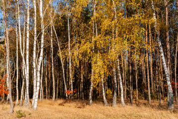 Piękna polska złota jesień, Dolina Górnej Narwi, Podlasie, Polska © podlaski49