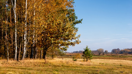 Piękna polska złota jesień, Dolina Górnej Narwi, Podlasie, Polska © podlaski49