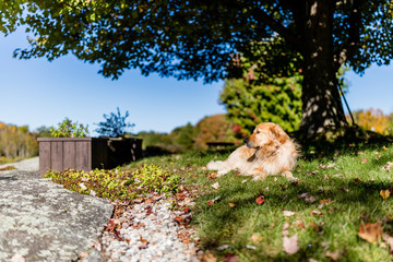 Golden retriever patiently waiting for its owner to return from a fishing trip.