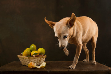 Portrait of a little brown dog eating oranges