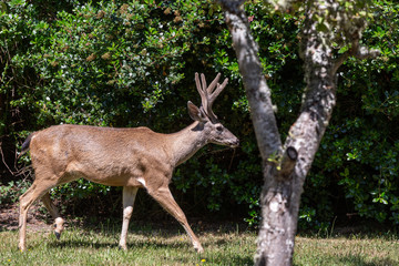 deer walking by tree, velvet antlers