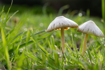 Mushrooms growing wild in the grass