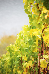Wine yard in the Rhine river in autumn season