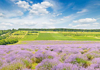 Fototapeta na wymiar Summer lavender field and bright blue sky with clouds