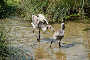 Flamingos im Zoo