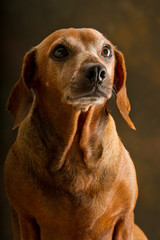 Portrait of a small dachshund breed dog