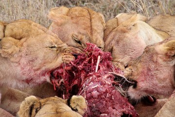 Group of lions eating their warthog prey in Tanzania