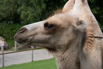 Obraz premium Trampeltier