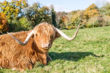 highland cow in field