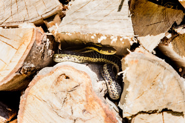 Garter snake in cottage country, Quebec, Canada.