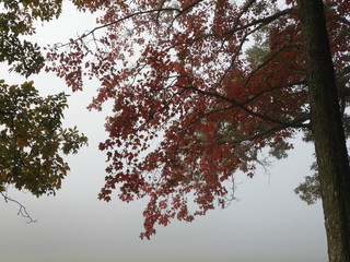 Cades Cove, SMNP, Autumn Colors