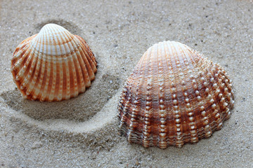 beautiful shells from the bottom of the deep sea