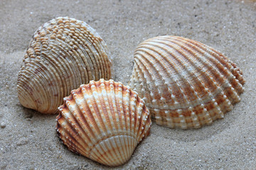 beautiful shells from the bottom of the deep sea