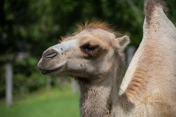 Fototapeta premium Trampeltier