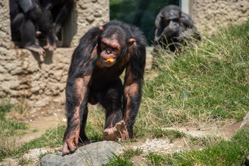 Schimpansen
