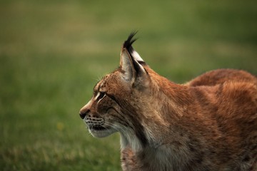 Fototapeta premium The Eurasian lynx (Lynx lynx) staying in front of the forest. Young male with green background. Lynx portrait in morning sun.