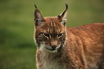 The Eurasian lynx (Lynx lynx) staying in front of the forest. Young male with green background. Lynx portrait in morning sun.