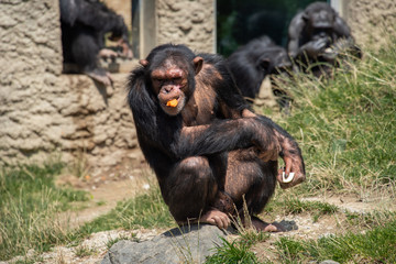 Schimpansen