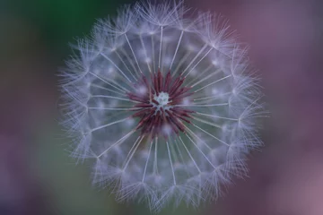 Foto op Plexiglas Dandelion seeds with a blur background © Alfonso