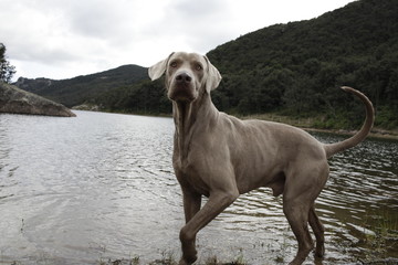 dog in the lake