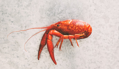 One crawfish on a galvanized steel background with copy space.