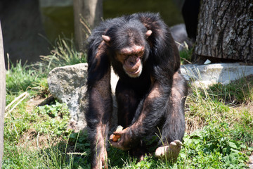 Schimpansen
