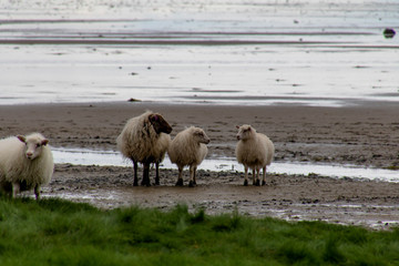 sheep on the beach