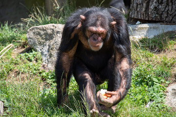 Schimpansen