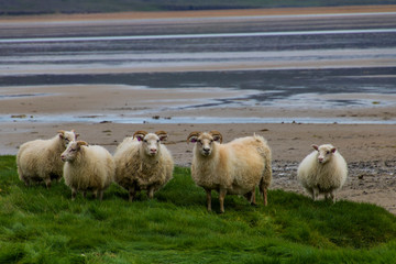 sheep on the beach