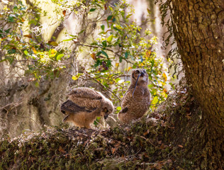 Great Horned Owlets