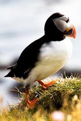 Puffins in Látrabjarg