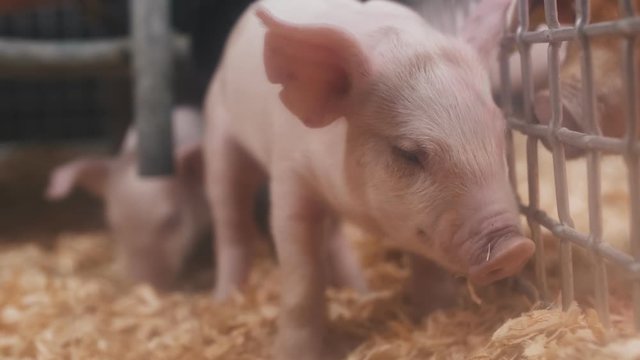 Portrait of baby piglets. 4K cinmeatic footage.
