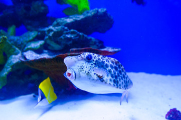 tropical sea fish