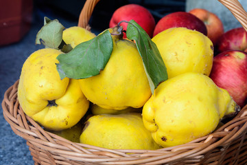 Fresh organic yellow ripe quinces from an orchard displayed in a wooden basket for sale at a steed...