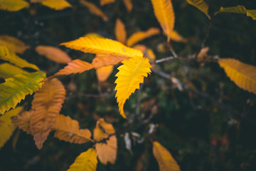 Yellow and orange chestnut leaves, autumn colors background