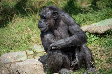 Schimpansen