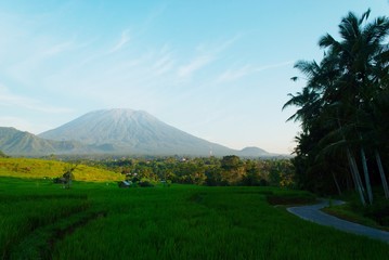 Fototapeta premium Rice field with agung mountain in background
