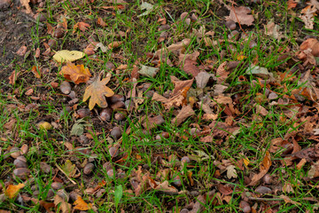 top view of dry leaves, branches and acorns on ground in autumnal forest