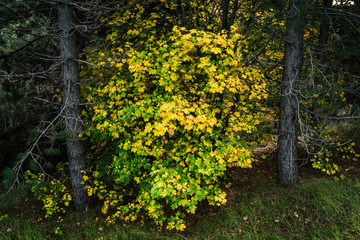 Yellow and orange leaves on the trees during the autumn season, wild trees in the woods