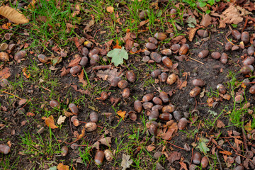 top view of dry leaves, branches and acorns on ground in autumnal forest