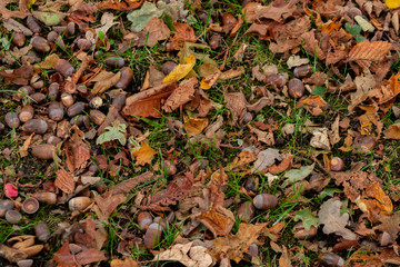top view of dry leaves, branches and acorns on ground in autumnal forest
