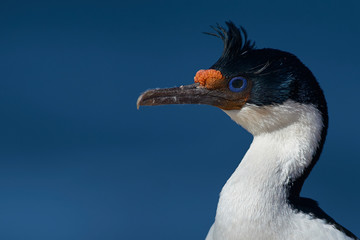 Imperial Shag (Phalacrocorax atriceps albiventer) on the coast of Bleaker Island on the Falkland...
