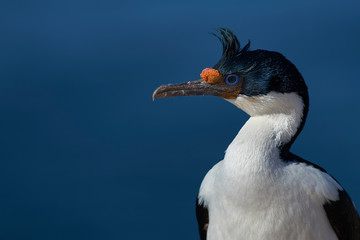 Imperial Shag (Phalacrocorax atriceps albiventer) on the coast of Bleaker Island on the Falkland...
