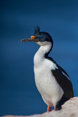 Imperial Shag (Phalacrocorax atriceps albiventer) on the coast of Bleaker Island on the Falkland Islands