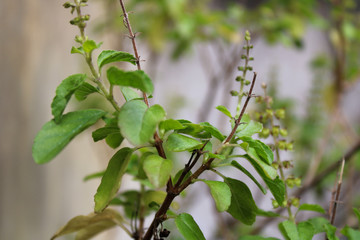 A green plant with its seed on top.